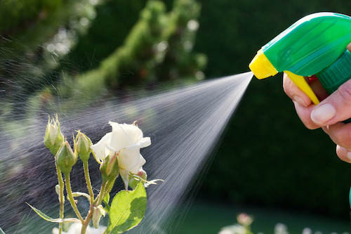 Insect Repellents for Flowers